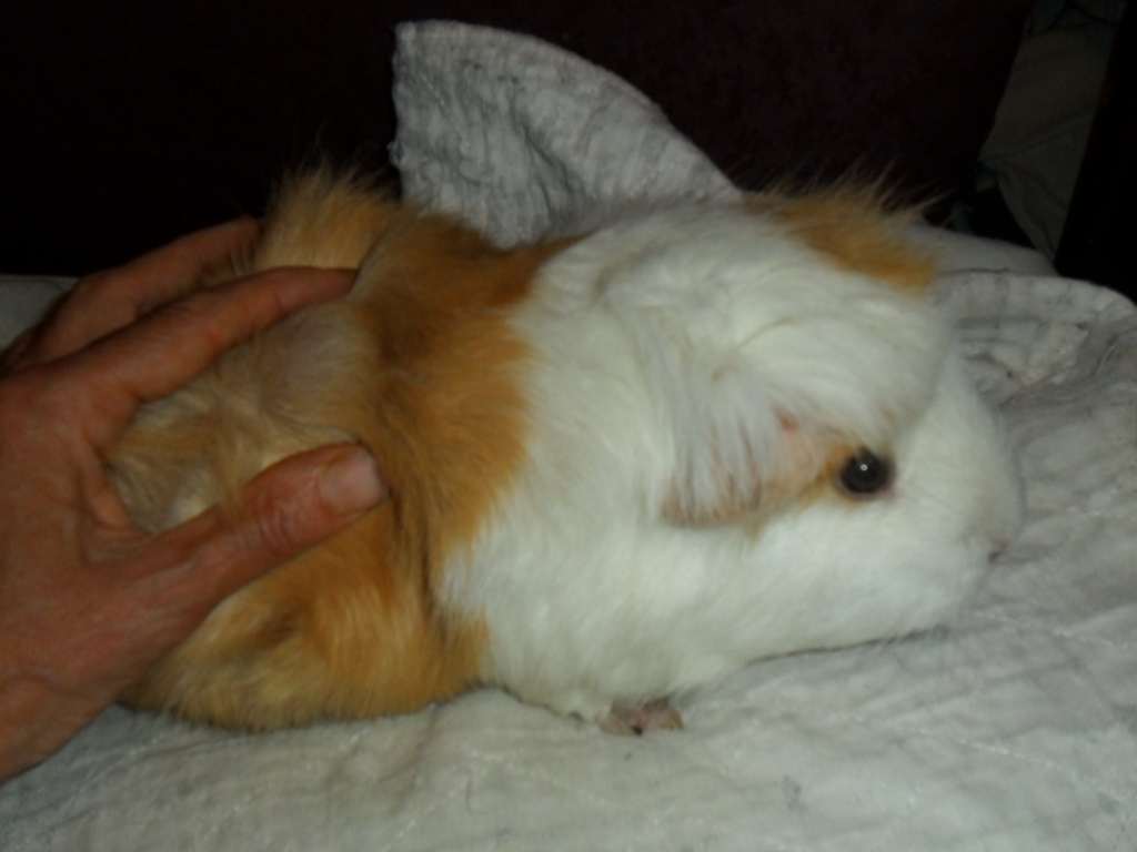 Curated visual reference: Gallery Detail: Sagp September S Guinea Pig Of The Month Ginger