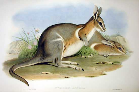  قائمة الحيوانات المنقرضة في آخر 100 سنة :  Onychogalea lunata Onychogalea_lunata