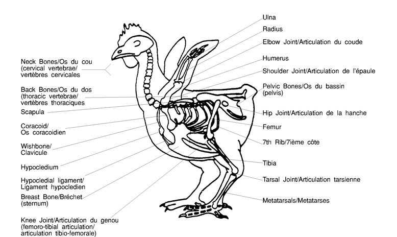 Части куры названия. Строение кур скелет. Суставы курицы анатомия. Анатомия страуса. Строение курицы.