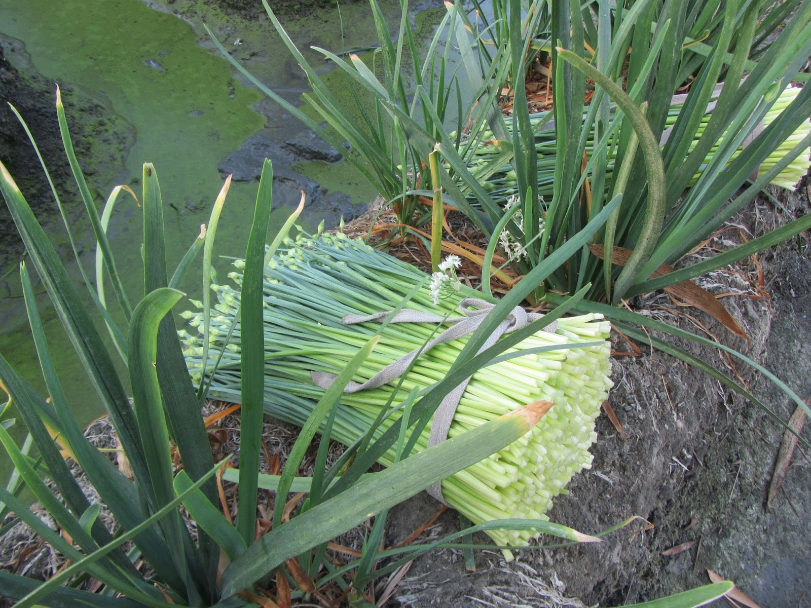 Estudiando Agricultura en Taiwán: Cebollino chino (1): elevar siembra