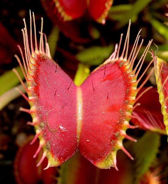 Musings of a Biologist and Dog Lover: Crazy Plants: Venus Flytrap