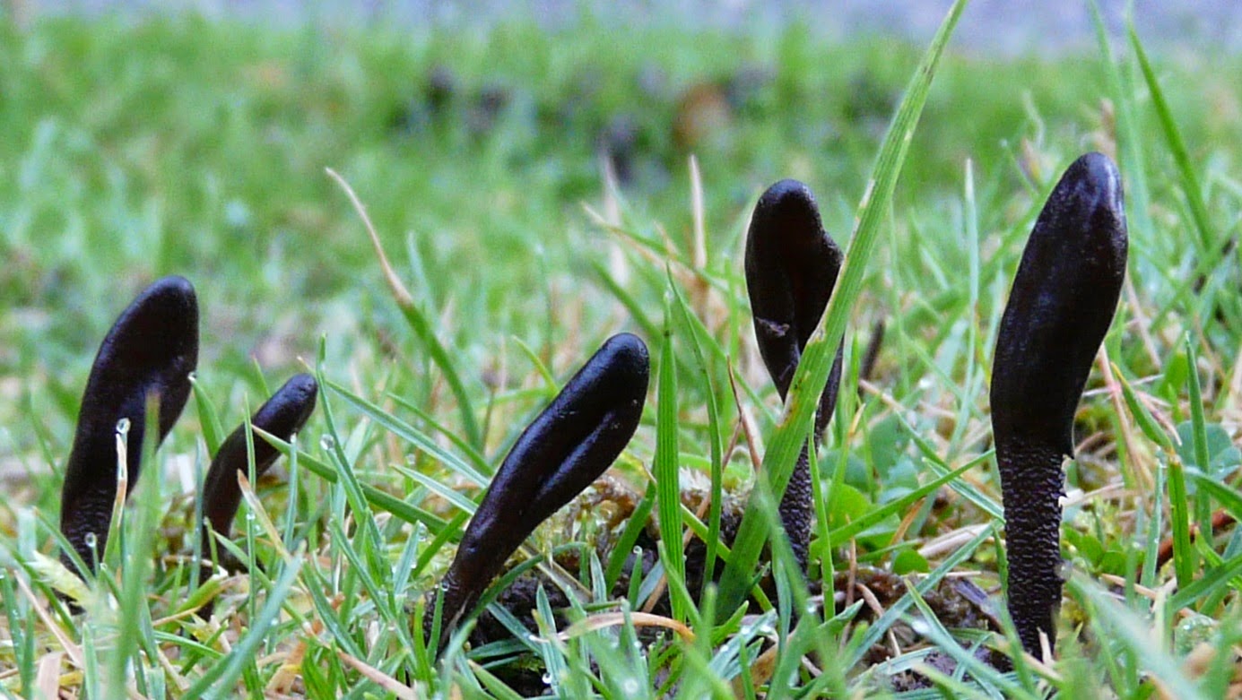 Natur Cymru Nature of Wales Mushrooms and other fungi brighten up