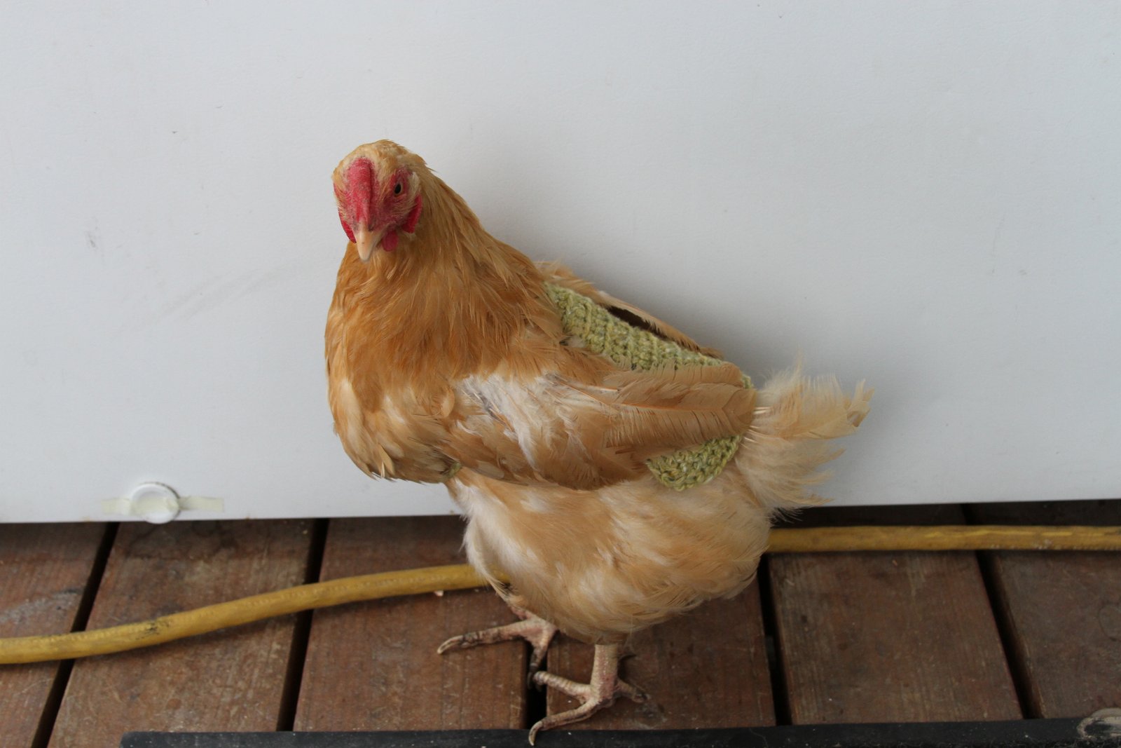 Life Alaskan Style: crochet pattern for chicken saddle/apron/sweater