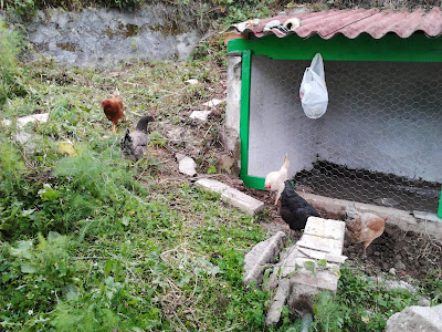 Gallinas Gallinas picoteando y merodeando por la obra