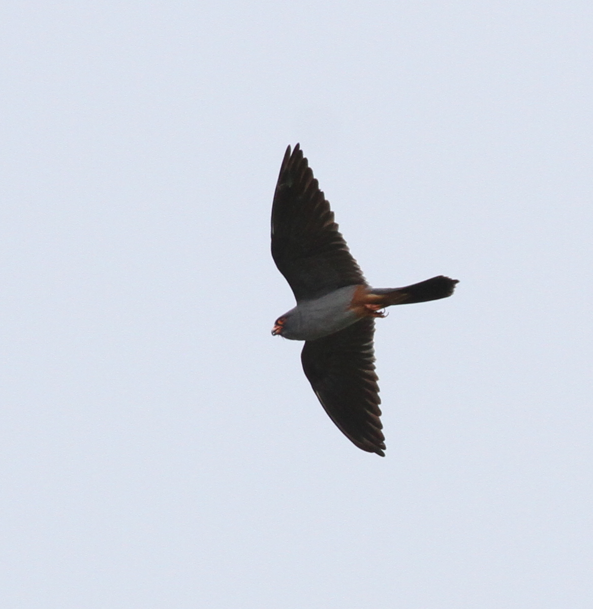 Graham's Birding Blog: Red-footed Falcon at Lakenheath