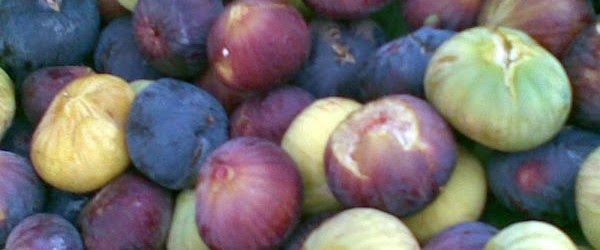 فوائد التين