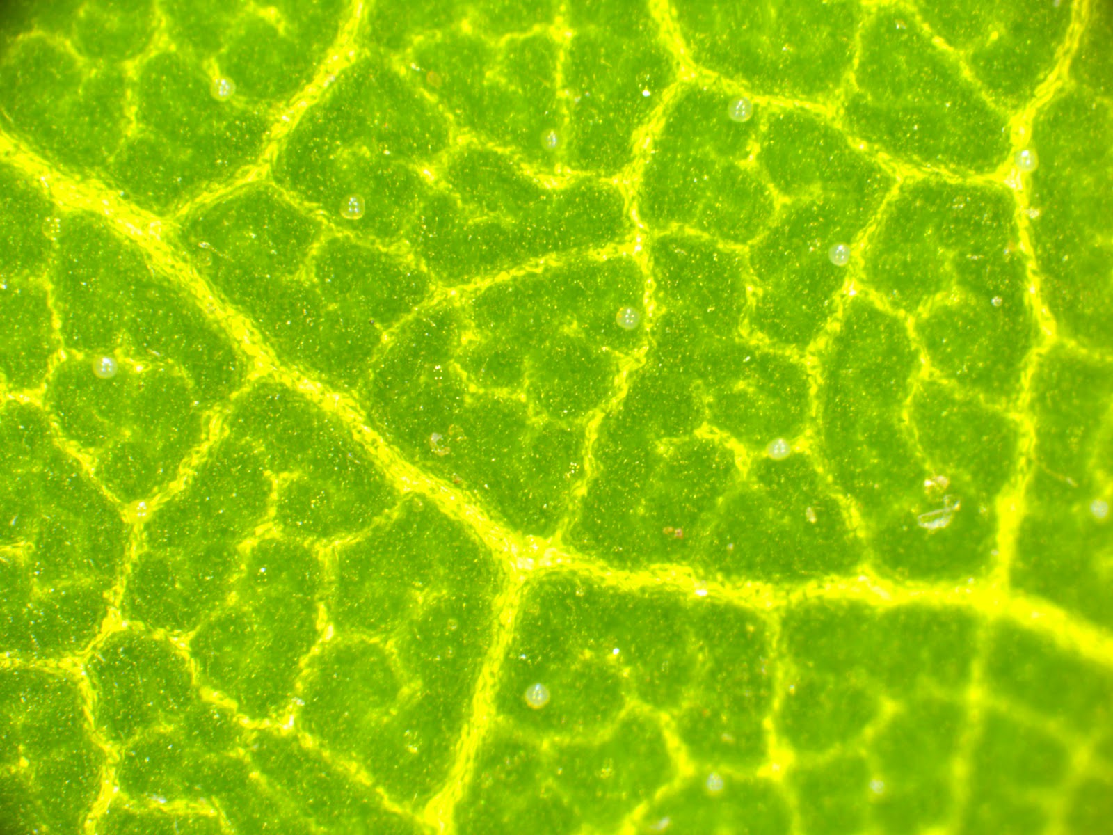 Scanning Electron Microscope Blog An unexpected bonus a thrip larva