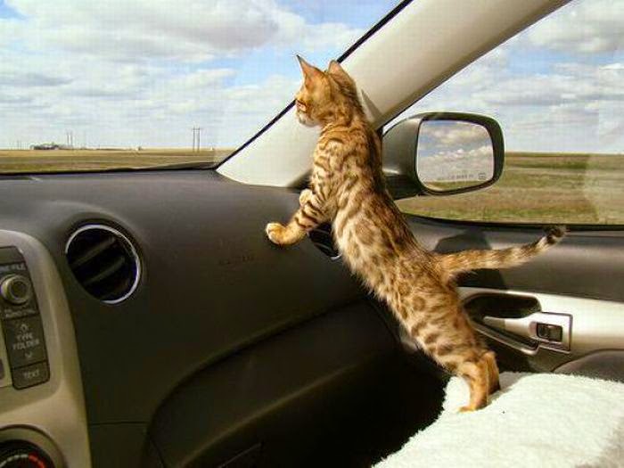 membawa kucing bepergian
