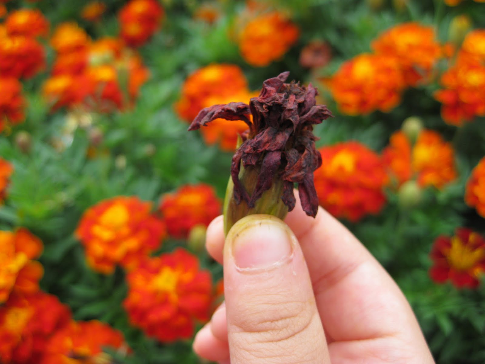 My Handmade Home Tutorial Harvesting Marigold Seeds