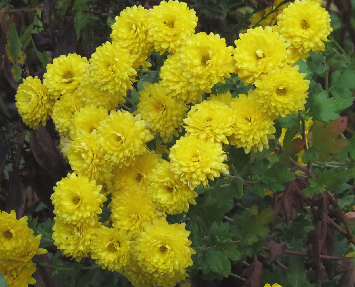 neuer Gartentraum Chrysanthemen je später das Jahr, je schöner die
