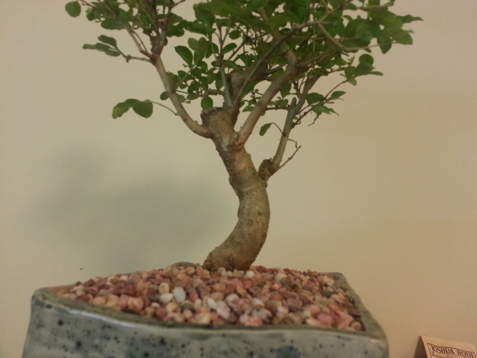 Bodhisattva Bonsai June 2013