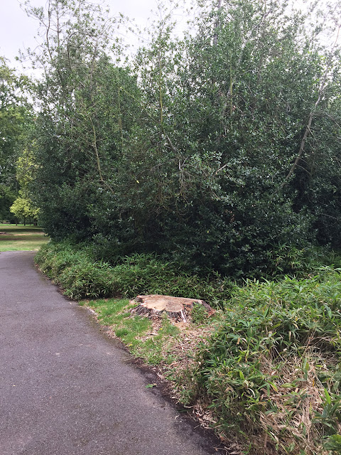 Horse-chestnut stump in The Knoll, Hayes. 25 July 2017. Horse-chestnut stump in The Knoll, Hayes. 25 July 2017.
