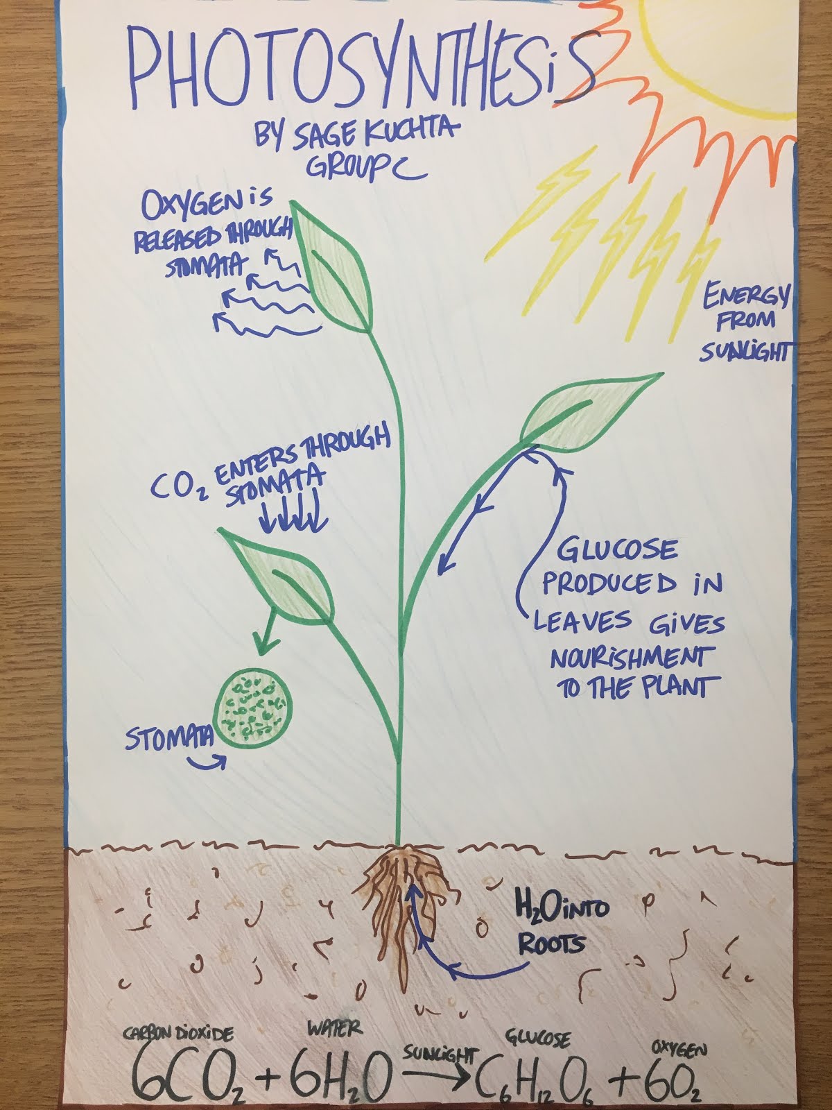 Windsor 6 7 Science Photosynthesis Poster Exemplar Study Guide
