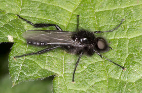 St. Mark's Fly, Bibio marci.  Joyden's Wood, 12 May 2012.