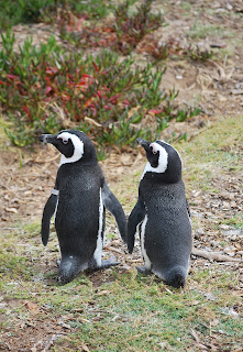 couple-pingouin