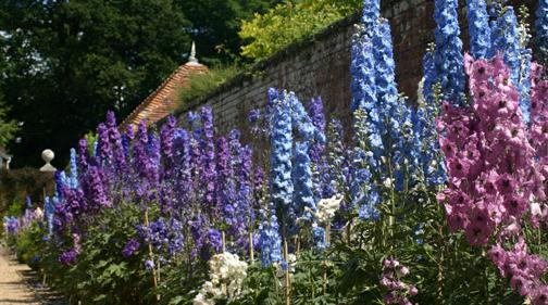 Godinton House, Delphinium, flower garden, famous, walled garden