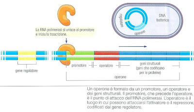 Appunti e spunti di scienze: Regolazione genica procariote: trascrizione