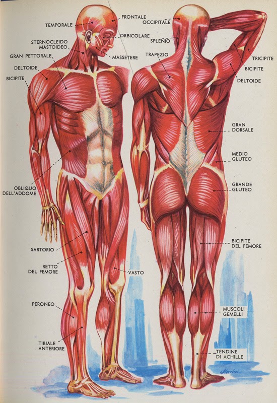 Какое количество мышц у человека. Самая сильная мышца у человека. Самая сильная мышца в человеческом организме. Самая сильная мышца в организме человека. Какпя мышца самаясиотная.