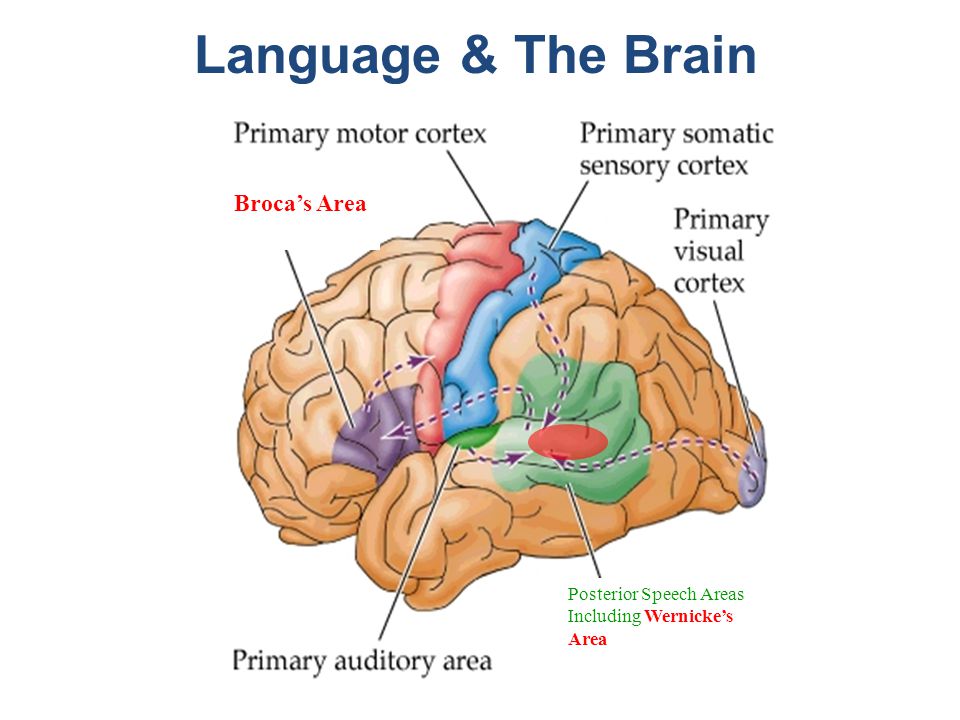 Parts of the brain picture