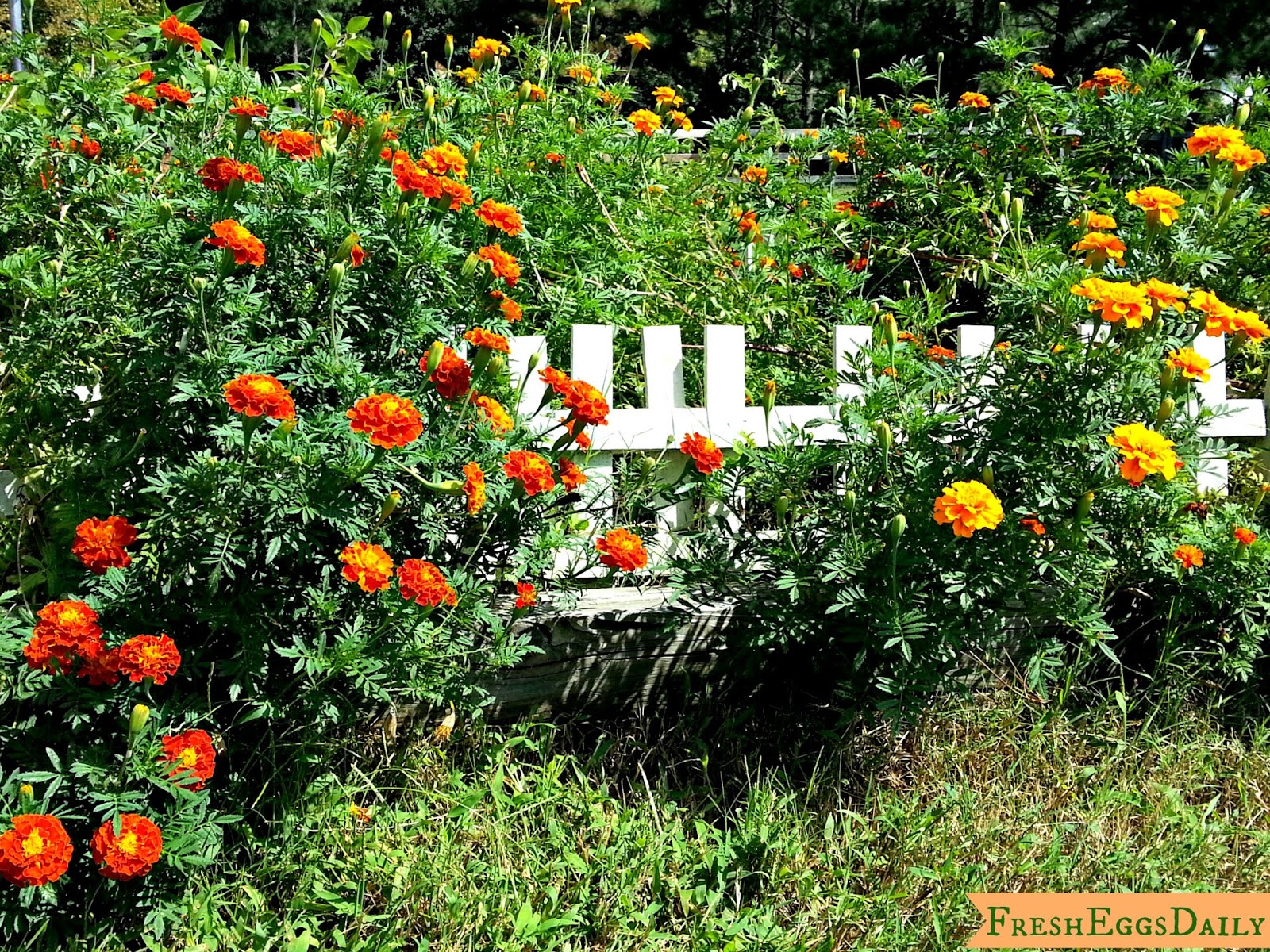 Marigolds for Orange Egg Yolks and Healthy Chickens Fresh Eggs Daily