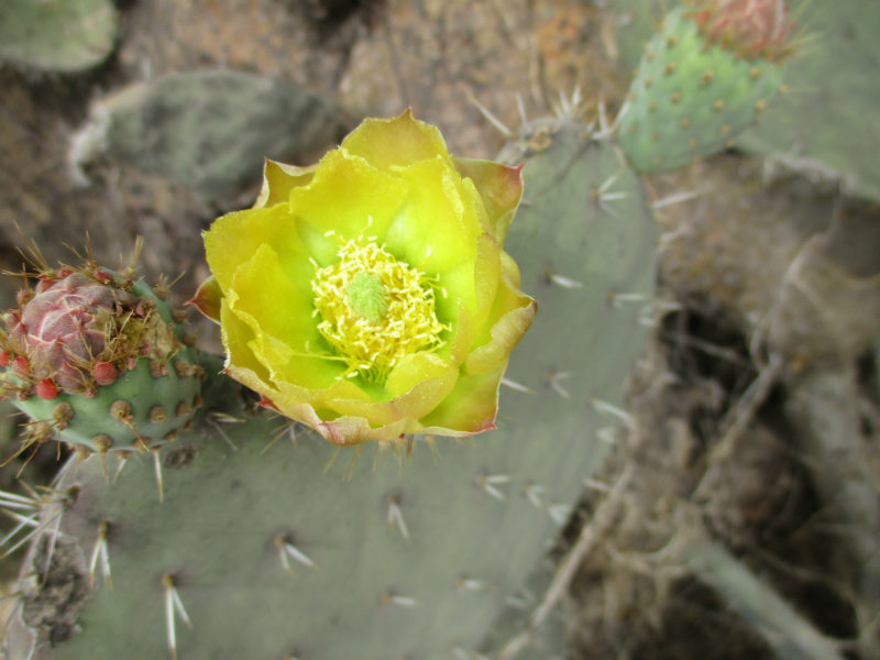 El nopal - blog 11