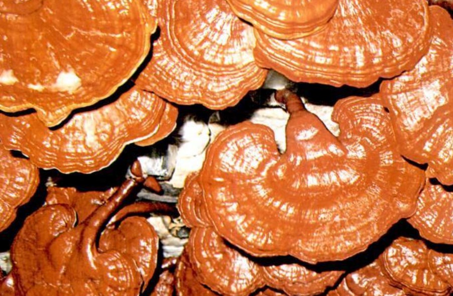 Jamur Ling zhi Jual jamur lingzhi murah Jogjakarta 0823 2504 1067