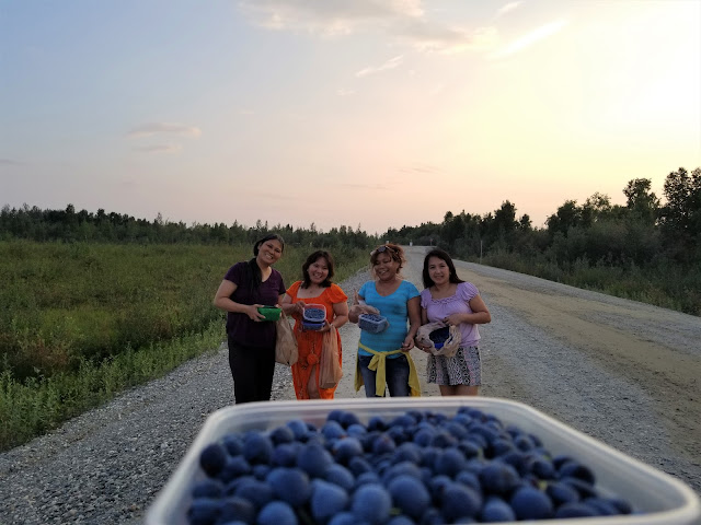 Friends went blueberry picking