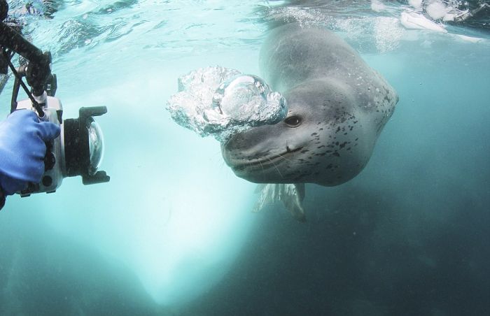 Pix Grove: Penguin Falls Prey to Leopard Seal