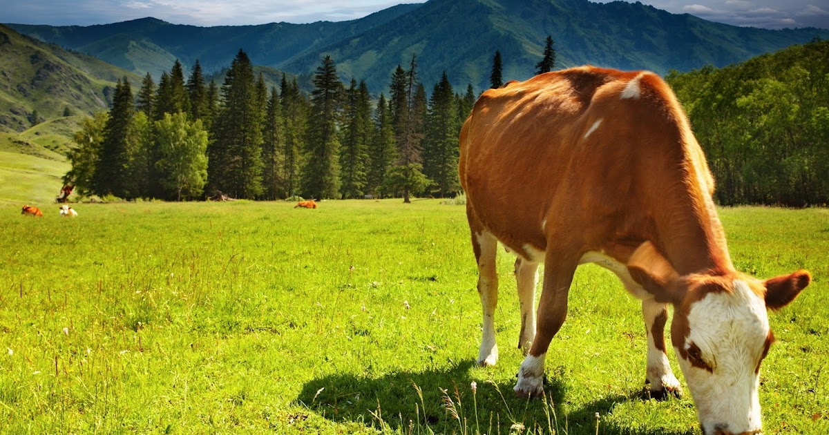 ABD’de Hayvancılık Para Kazandırıyor mu? Yem, Et ve Süt Fiyatları Nasıl?