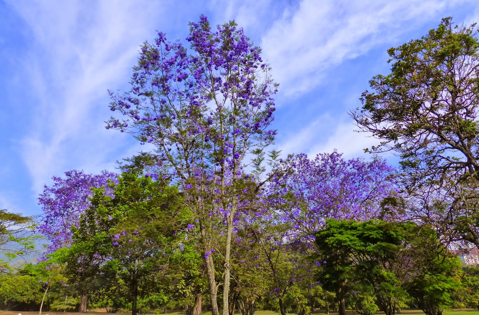 Juan Conde, Pájaros y Naturaleza GUALANDAY, Jacaranda caucana