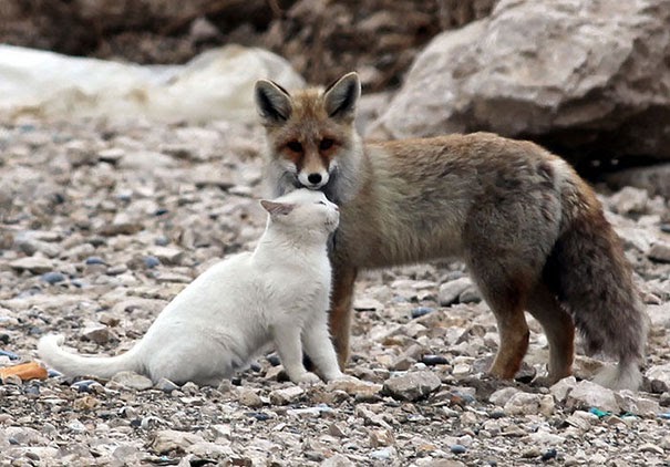 Inusual amistad entre animales de diferentes especies
