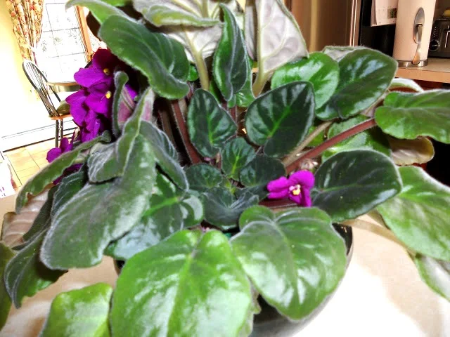 A crowded African violet plant
