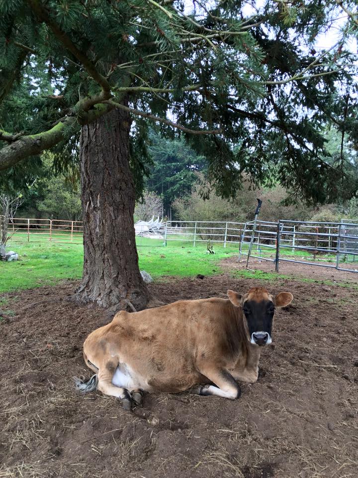 Farm Animal Sanctuary Near Me Green Acres Farm Sanctuary Reviews and