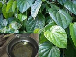 khasiat daun sirih untuk obat herbal keputihan
