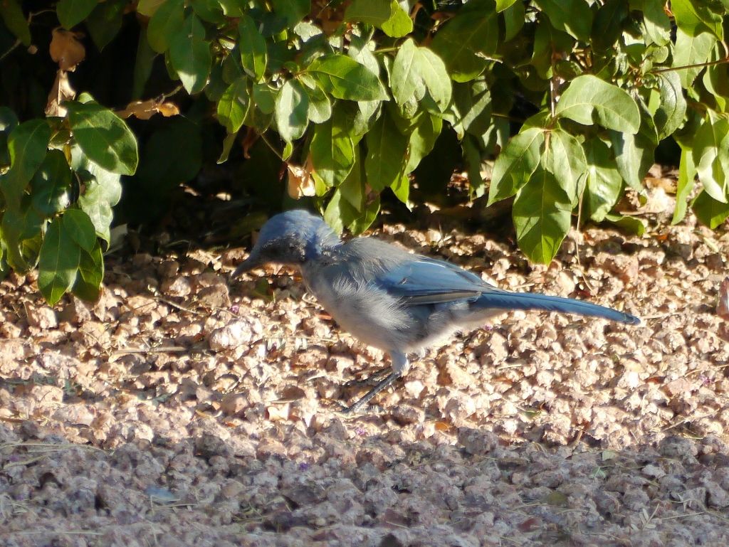 mexican blue jay
