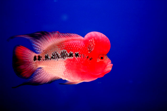 Flowerhorn The Hybrid Cichlids: Red Jambo size 4.5 inch