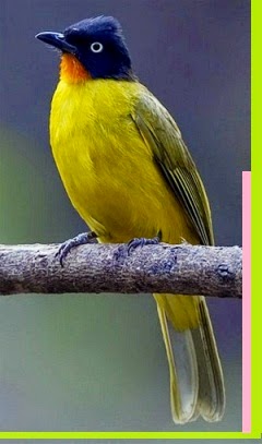 Paling Keren 30 Gambar Burung Kutilang Emas Betina Gani Gambar