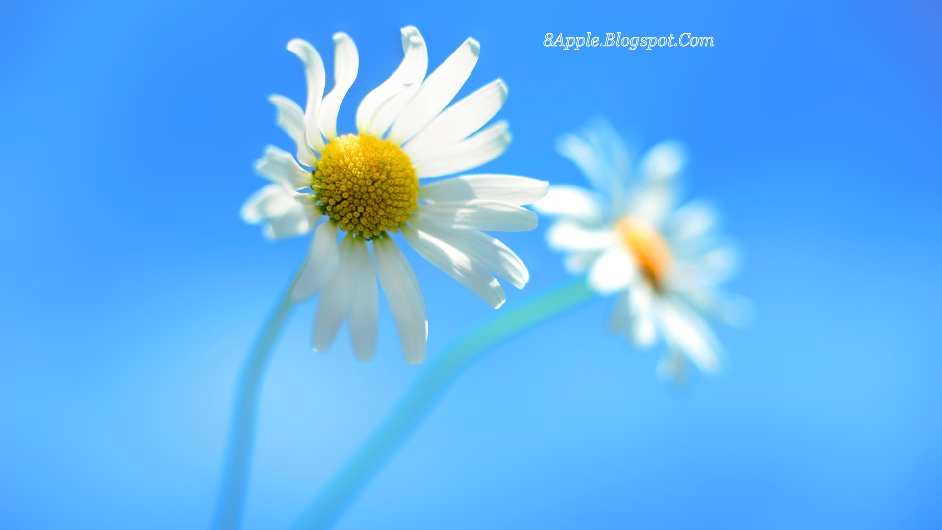 PZ C: 1920x1080 hd wallpaper