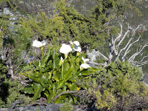 "Fynbos Floral Kingdom of Table Mountain.