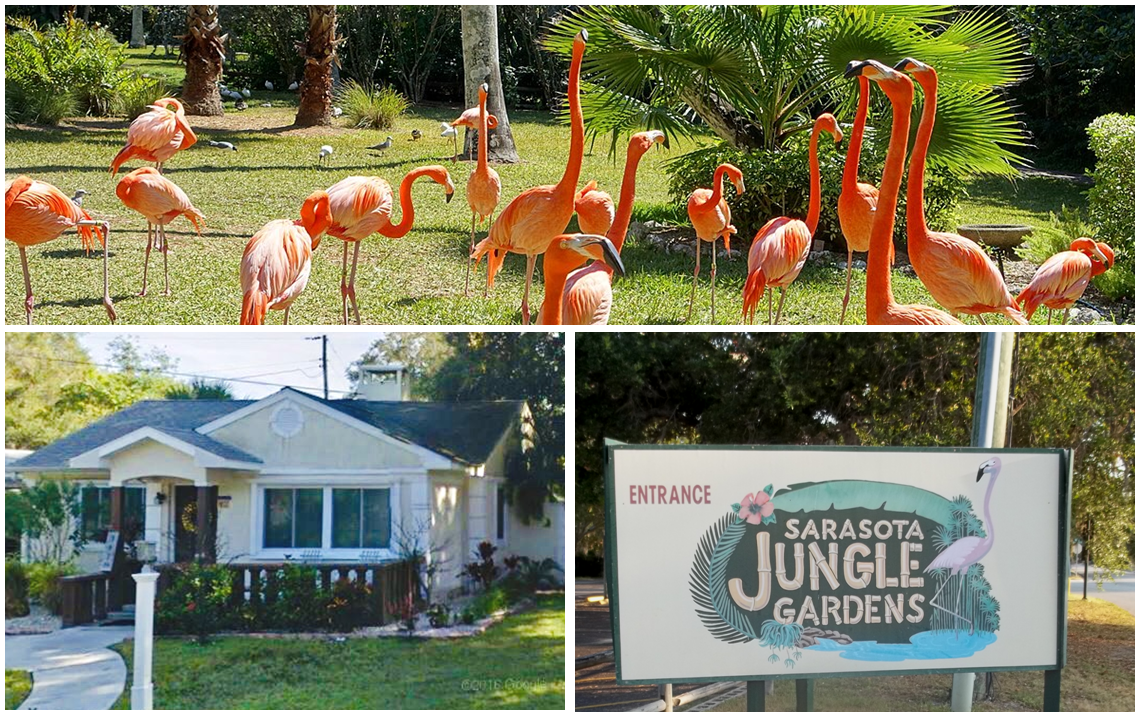 My Sarasota Home Town It S A Jungle Out There Tarzan
