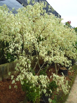 Jual Pohon Beringin Putih  beringin variegata pohon 