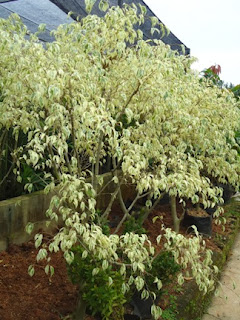 pohon beringin putih variegata