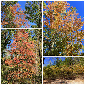 Fall colors around the farm!