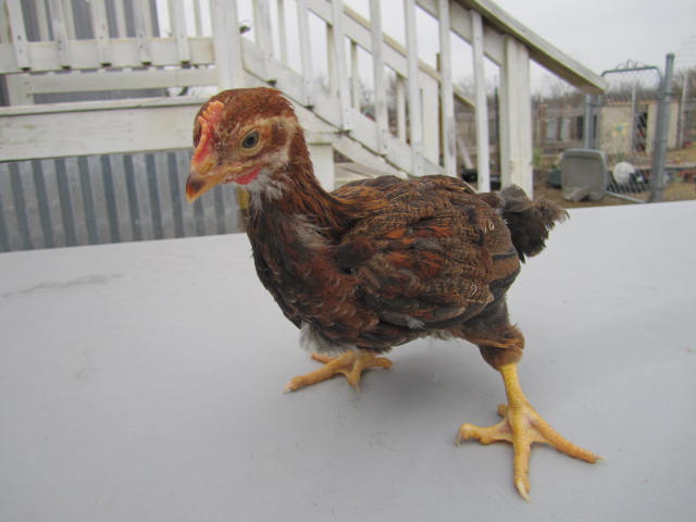 2 месячные цыплята. доминант адлерская серебристая. ломан браун 3. двухмесячные цыплята. цыплята адлерская серебристая 3 месяца.