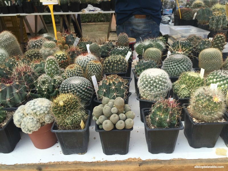 V Encuentro de Otoño de Cactus y Suculentas en Jardín Botánico de Valencia
