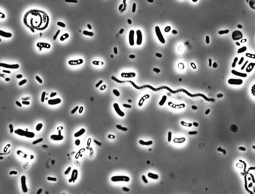 Воздушные бактерии. Bacillus safensis. Микроорганизмы в воде. Бактерии в воздухе. Бактерии в воде.