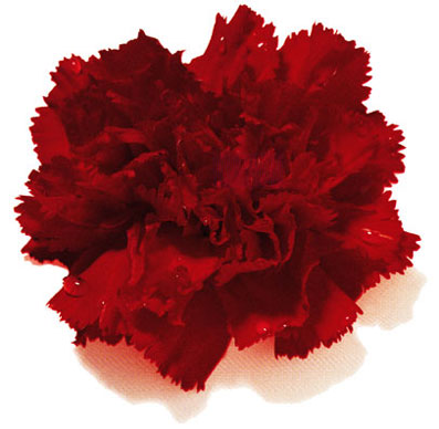 PALAVRAS QUE FLUTUAM...Poeta - Escritor: José Alberto Sá: Cravo