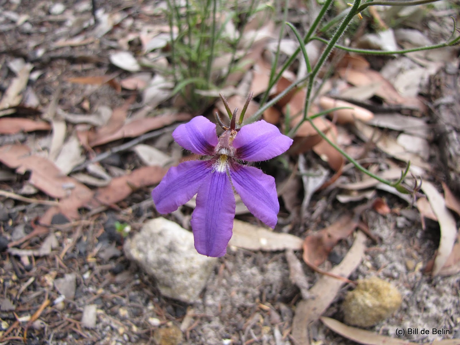 Sydney's Wildflowers and Native Plants Scaevola ramosissima Purple