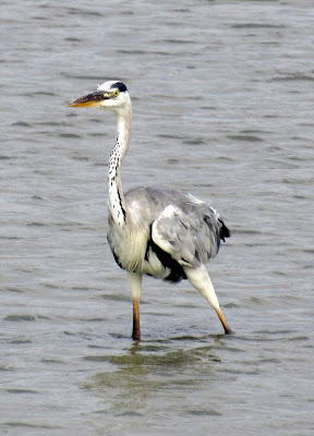 Garza Real en la Camarga