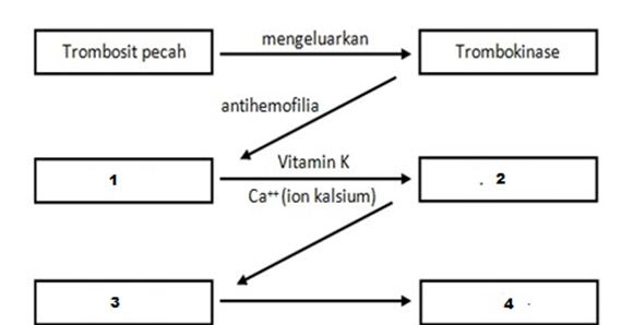 Jelaskan Skema Proses Pembekuan Darah Berikut Ini Secara Berurutan Blog Pak Pandani
